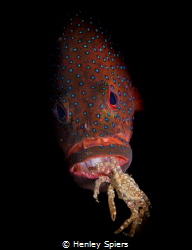 Groupers Suck by Henley Spiers 